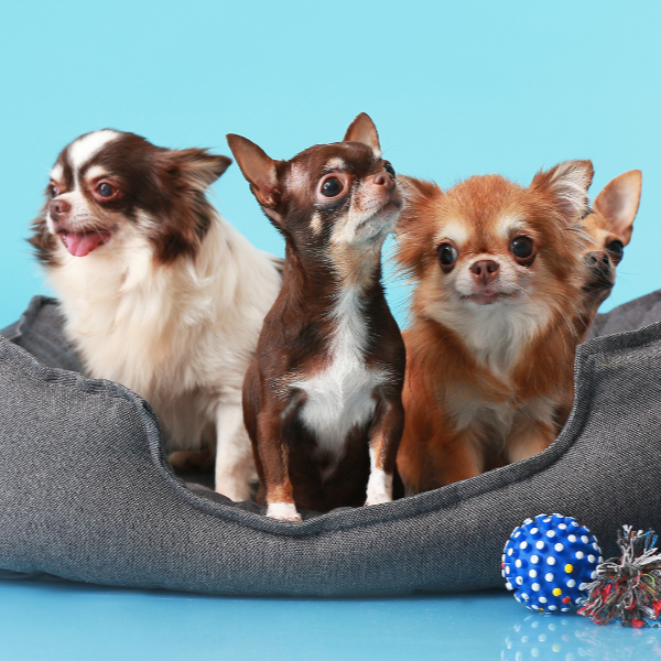 Dog Modeling Course