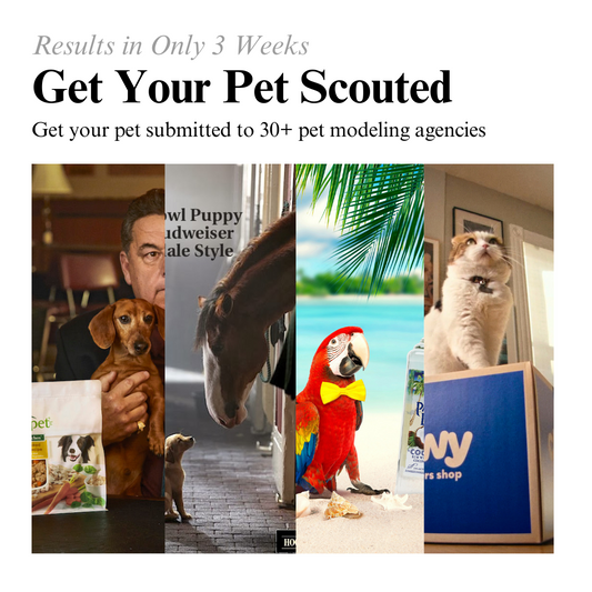 Get Your Pet Scouted by Pet Modeling Agencies