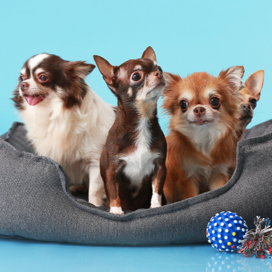 Dog Modeling Course